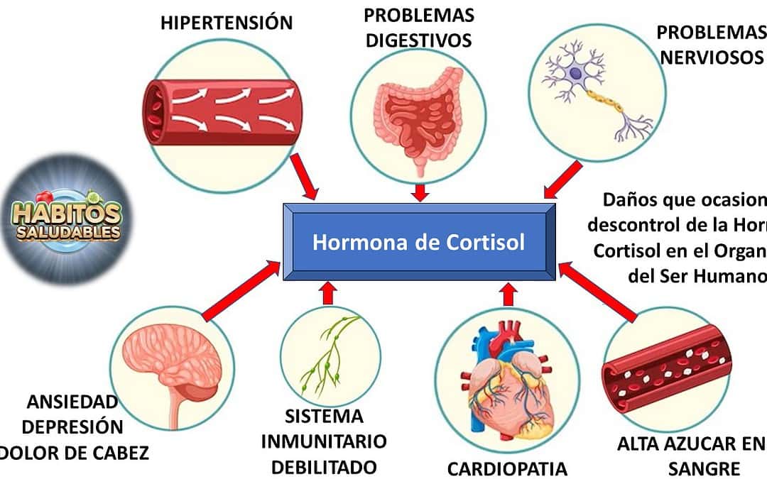 Equilibrio Hormonal El Cortisol y el Estrés Hábitos Saludables