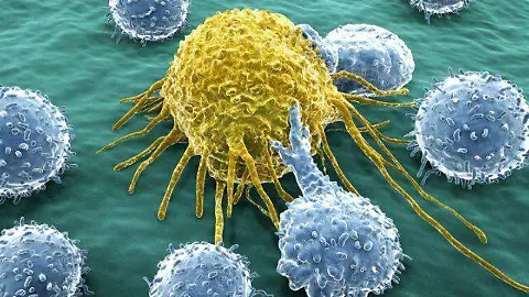 celulas-cancerosas-Hábitos Saludable ¿Cómo se forman las Células cancerosas?</p>
<p>Las células cancerosas surgen cuando el ADN de una célula normal sufre daños y no se repara correctamente. Este ADN defectuoso altera el funcionamiento de la célula, permitiendo que se divida sin control. El proceso puede comenzar por diversas razones: