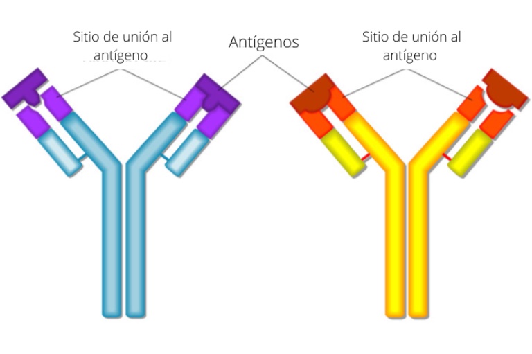 Antibodies_spa Antibodies_spa.