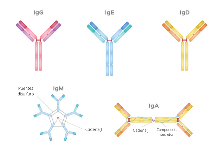 _antibodyclass antibodyclass