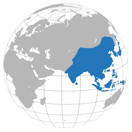 asia