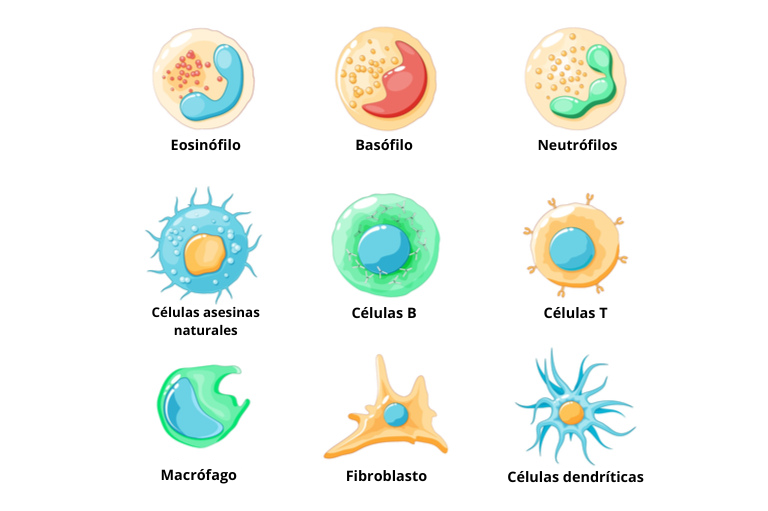 _cellulas_20220812110600 cellulas_20220812110600